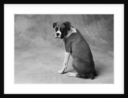 Boxer Puppy by Anonymous
