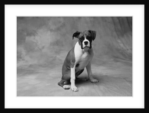 Boxer Puppy by Anonymous