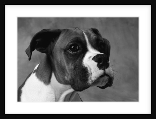 Boxer Puppy by Anonymous