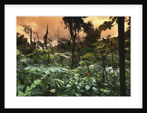 El Yunque Rainforest by Anonymous