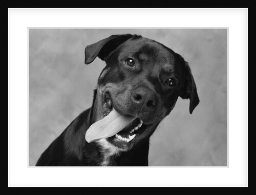 Dog with Tongue Hanging out by Anonymous