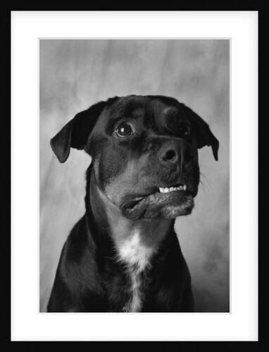 Dog Looking up Anxiously by Anonymous