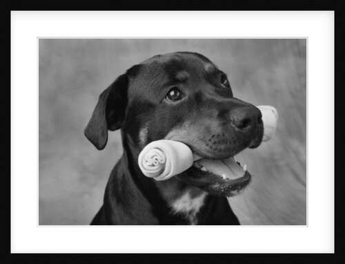 Dog Holding Bone in Mouth by Anonymous