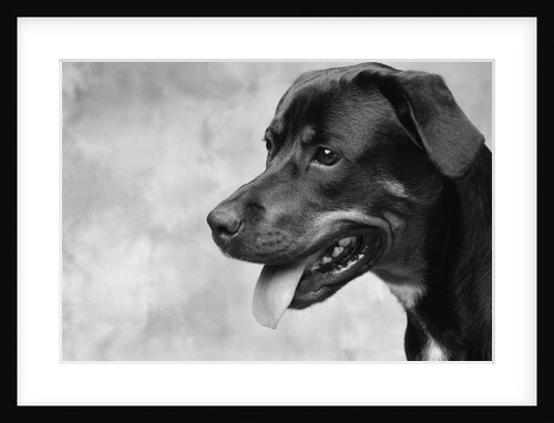 Profile of Dog's Face by Anonymous