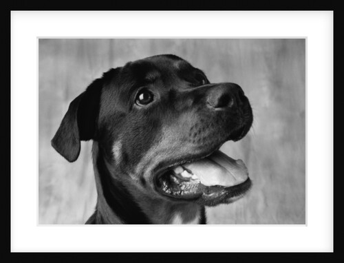 Dog Looking up by Anonymous