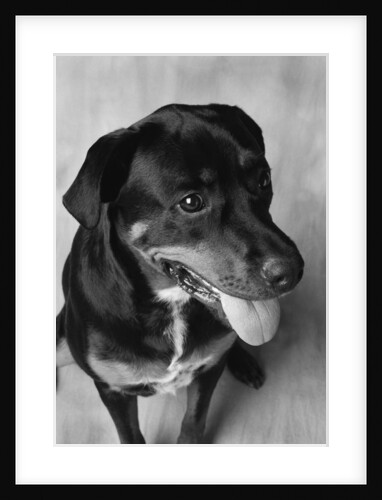 Dog Sitting by Anonymous