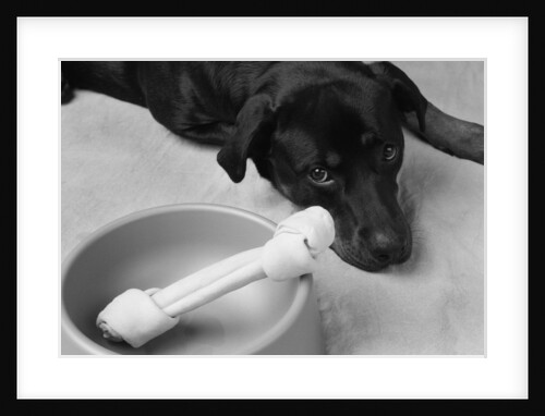 Dog Looking Sadly at Bone by Anonymous