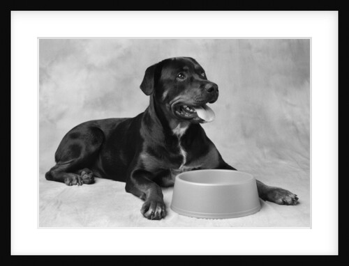 Dog Waiting at Bowl by Anonymous