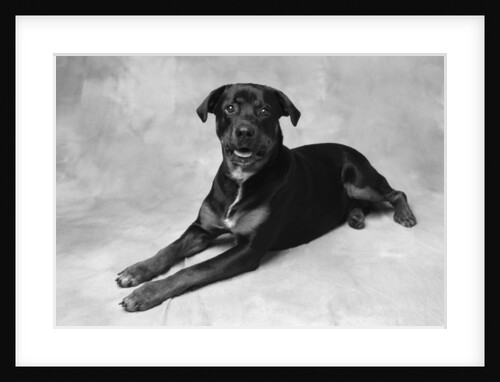 Dog Lying with Head up by Anonymous