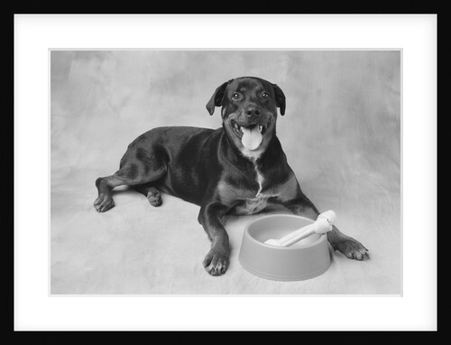 Dog Lying by Bowl by Anonymous