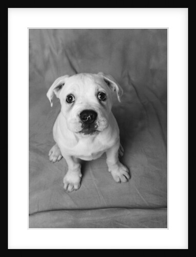 Bulldog Puppy Looking up Sadly by Anonymous