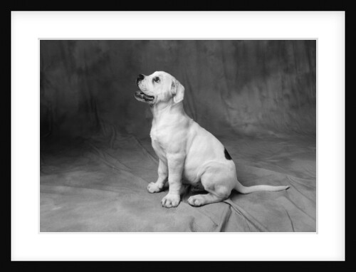 Profile of Bulldog Puppy by Anonymous