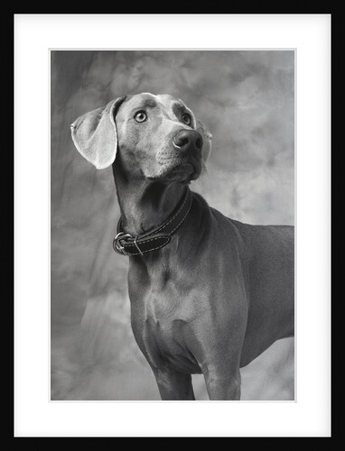 Weimaraner by Anonymous