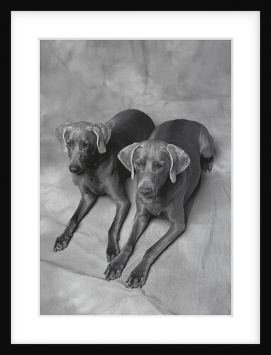 Two Panting Weimaraners Lying Side by Side by Anonymous