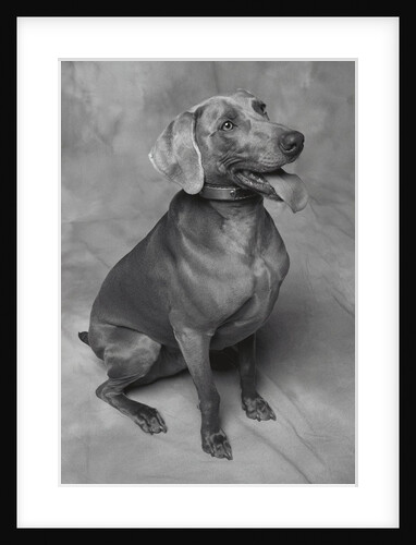 Panting Weimaraner Sitting Obediently by Anonymous