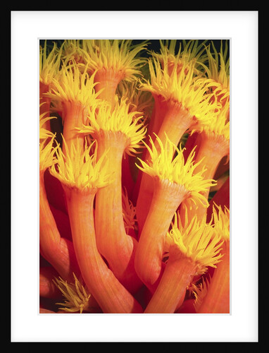 Belau Tube Coral by Anonymous