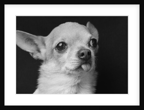 Profile of Dog by Anonymous