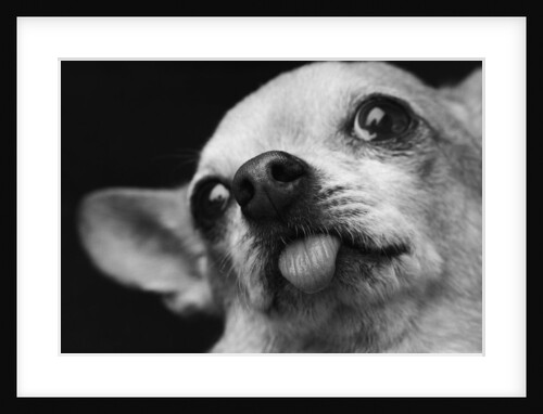 Close-up of Dog by Anonymous