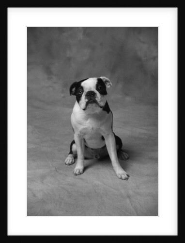 Bulldog by Anonymous