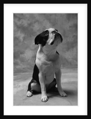 Bulldog Looking Up by Anonymous