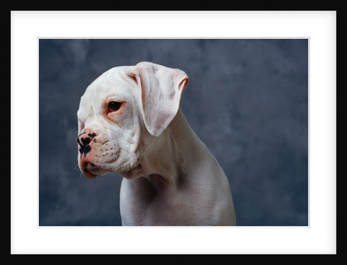 Dog Looking to Side by Anonymous