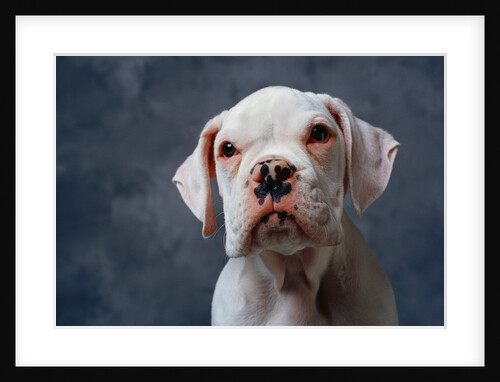 Face of Dog by Anonymous