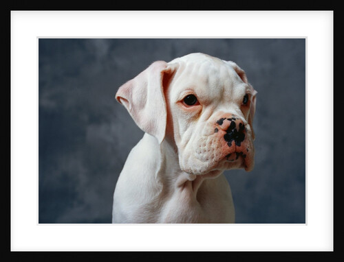 Dog Looking to Side by Anonymous
