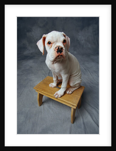 Dog Sitting on Bench by Anonymous
