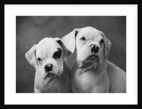 Two Dogs by Anonymous