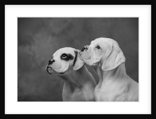 Dogs Looking to Distance by Anonymous