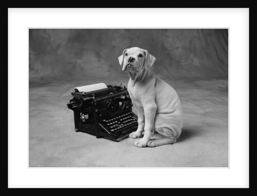 Dog Sitting at Typewriter by Anonymous