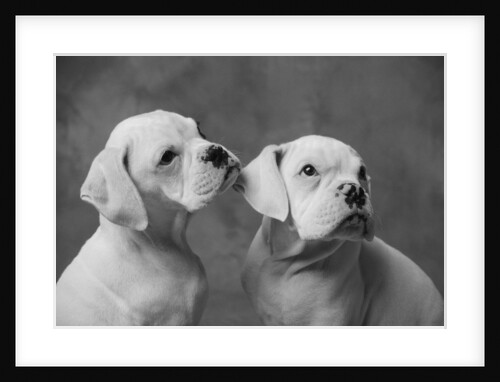 Dogs Sitting Together by Anonymous