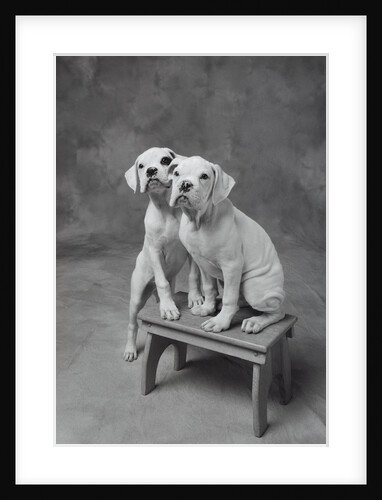 Two Dogs at Bench by Anonymous