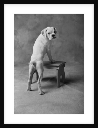 Dog Climbing on Bench by Anonymous