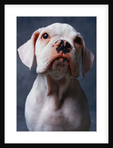 White Boxer Puppy by Anonymous
