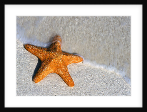 Starfish on Shore by Anonymous