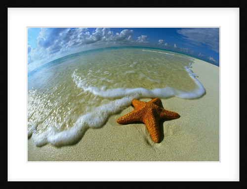 Starfish on Edge of Shore by Anonymous