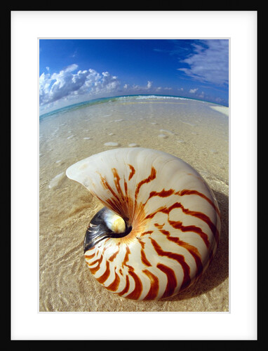 Seashell Sitting in Shallow Water by Anonymous