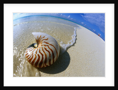 Seashell Resting on Shore by Anonymous