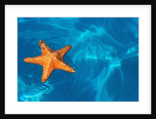 Starfish Floating on the Surface of the Ocean by Anonymous