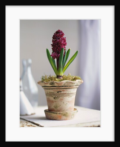 Purple Amaryllis in White Pot by Anonymous