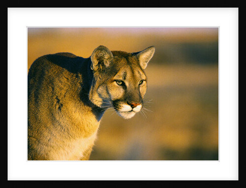 Mountain Lion by Anonymous