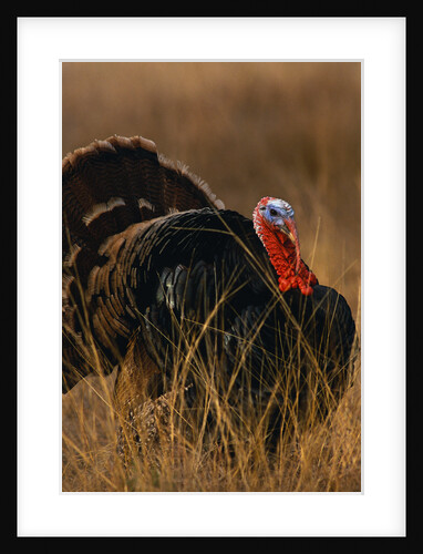 Turkey Showing Mating Display by Anonymous