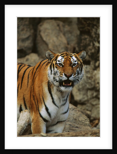 Bengal Tiger Snarling by Anonymous