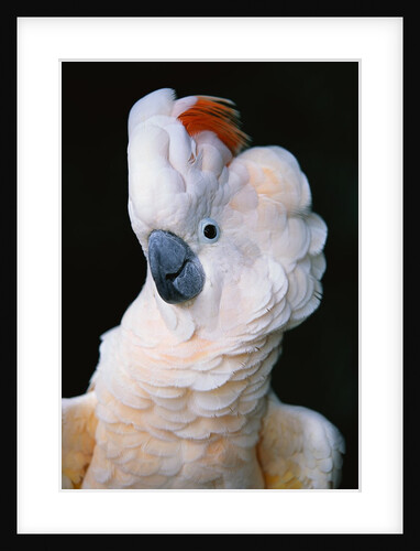 Cockatoo Displaying Crest by Anonymous