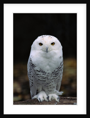 Snowy Owl by Anonymous