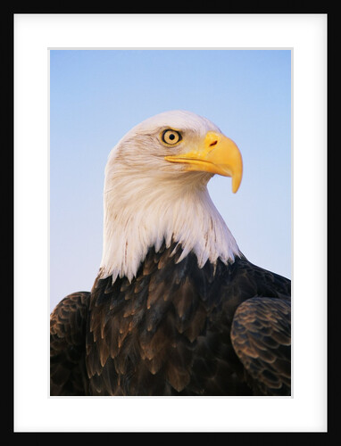 Bald Eagle by Anonymous