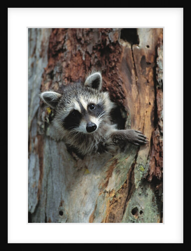 Raccoon Inside Hollow Log by Anonymous