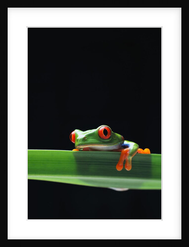Red-Eyed Tree Frog by Anonymous