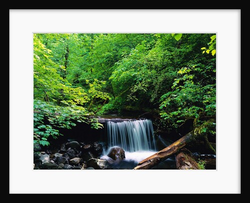 Water Falling onto Rocks and Log by Anonymous